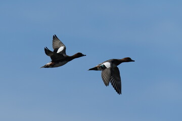 eurasian wigeon in a field