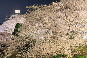 佐賀県嬉野温泉街の夜桜「塩田川付近」