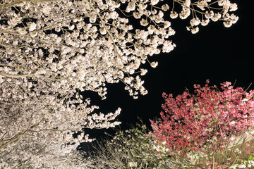 Obraz na płótnie Canvas 佐賀県嬉野温泉街の夜桜「塩田川付近」