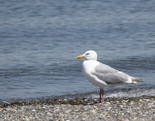 Fototapeta na wymiar Glaucous-winged Gull