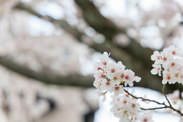 佐賀県嬉野温泉街の桜「塩田川付近」