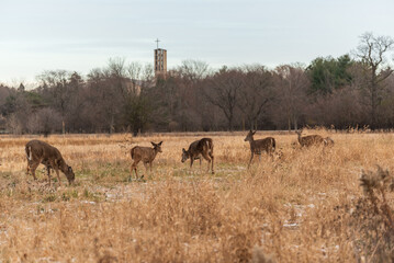 White-tailed Deer Feeding In The Field In November