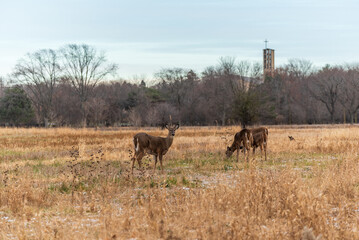 White-tailed Deer Feeding In The Field In November