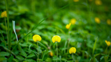Arachis duranensis is a herb found in South America, specially in North Argentina, Bolivia, and...