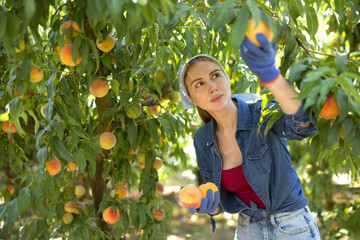 Portrait of young woman engaged in gardening, picking ripe peaches in orchard
