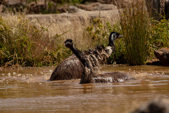 Emus (Dromaius novaehollandiae) at the waterhole on a hot Australian day keeping cool