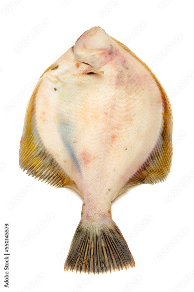 Sticker psetta maxima (turbot fish) isolated on white background