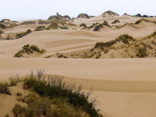 Fototapeta na wymiar Oregon Sand Dunes with Grassy Mounds