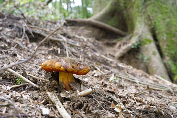 probably poisonous mushroom found in the woods