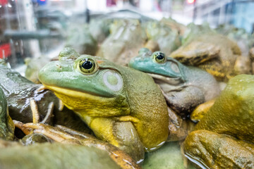 Live frogs or knows as field chicken in restaurant ready to be served as delicacy in Chinese cooking