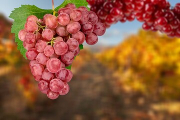 Fresh ripe grapes branch in farm.