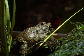 California toad at Aquarium of the Bay