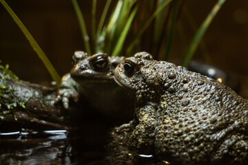 California toad at Aquarium of the Bay