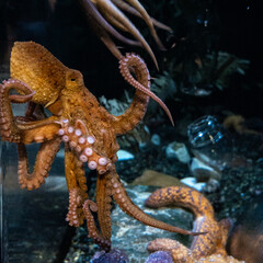 Red Octopus at Aquarium of the Bay