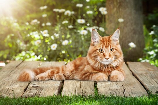 Cute domestic young cat on nature background