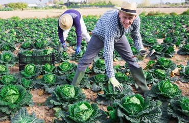 Focused young adult male farmer working in a farm field, harvesting savoy cabbage on a sunny spring day