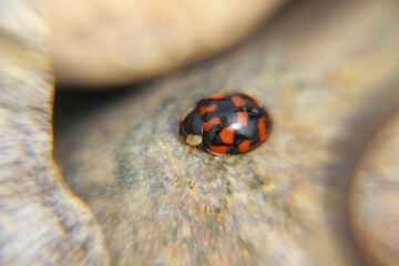ladybird on a leaf