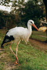 The stork walks close to people in the park in autumn.