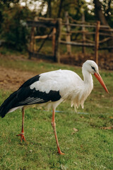 The stork walks close to people in the park in autumn.