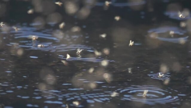 Lake flies (Ephemeroptera) hover over river on evening. Breeding time, place of connection of males and females in mating flocks (dense preconnubia). Sayans, Siberia. Super slow motion 1000 fps