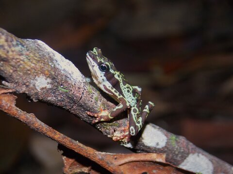 Sapo arlequim (Atelopus spumarius)