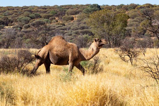 Wild Feral Camel In The Australian Outback.