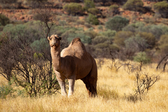 Wild feral camel in the Australian outback.