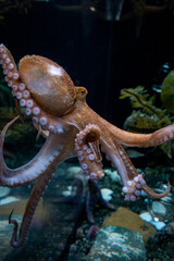 Red Octopus at Aquarium of the Bay