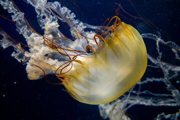 Pacific Sea Nettle at Aquarium of the Bay