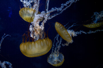 Obraz premium Pacific Sea Nettle at Aquarium of the Bay