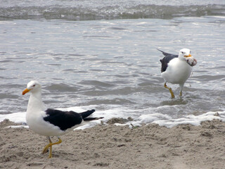 seagulls on the beach