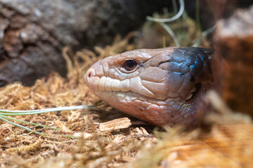 Blue Tongued Skink at Aquarium of the Bay