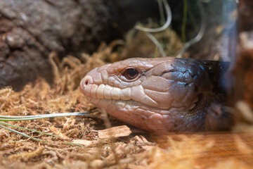 Blue Tongued Skink at Aquarium of the Bay