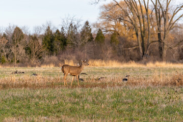 White-tailed Deer In The Field In Late November