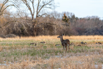 White-tailed Deer In The Field In Late November