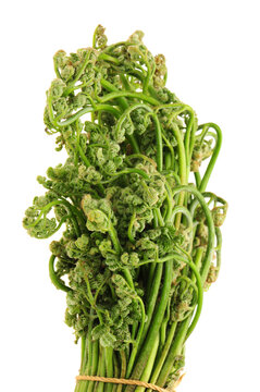 fern bracken on white background