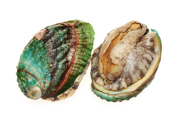 Raw abalones on the white background 