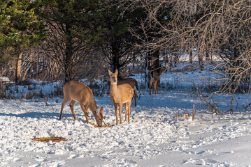 Urban White-tailed Deer Feeding In The Snow