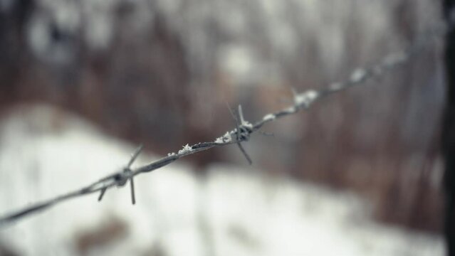 Barbed wire under the snow close-up. Danger concept. Detail of a prison in snowy weather.