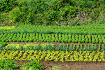 Lettuce and chive crops. Sub-existence agriculture in the interior of Paraiba, Brazil on August 21, 2012.