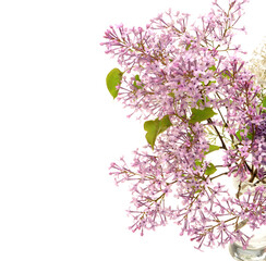The beautiful lilac isolated on white background 
