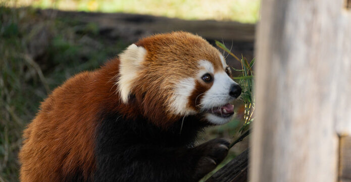 A roaming lesser pander kept at the Tobe Zoo in Japan.