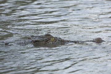 Fototapeta premium Saltwater crocodile swimming on the river surface, Kakadu National Park, Australia.