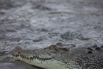 Fototapeta premium Saltwater crocodile on the bank of the Sampan River, Kakadu National Park, Australia.