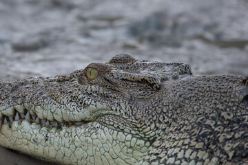 Saltwater crocodile on the bank of the Sampan River, Kakadu National Park, Australia.