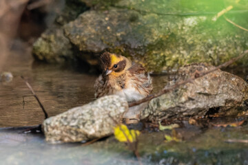 ミヤマホオジロ