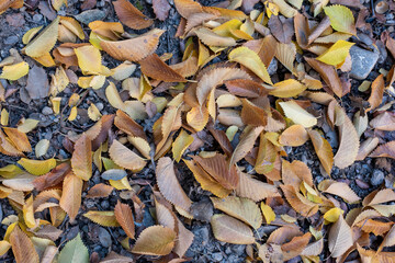 Detalle de varias hojas caídas al suelo en otoño