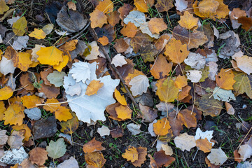 Detalle de varias hojas caídas al suelo en otoño