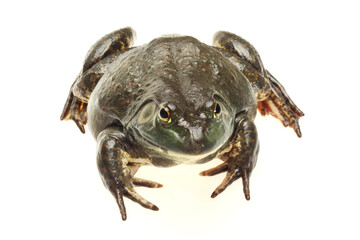 frog isolated on white background