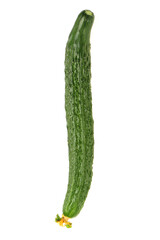 Green cucumber on the white background 